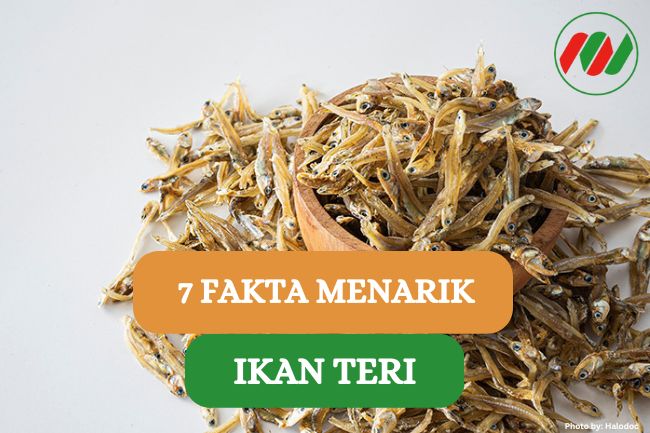 Mengejutkan! Ini Dia 7 Fakta Ikan Teri yang Jarang Diketahui